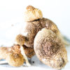 Amazonian Magic Mushrooms