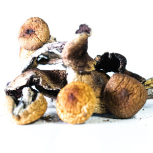 Buy Cambodian Magic Mushrooms Online