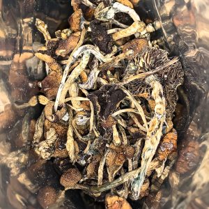 Buy Dried Whole Shrooms Online