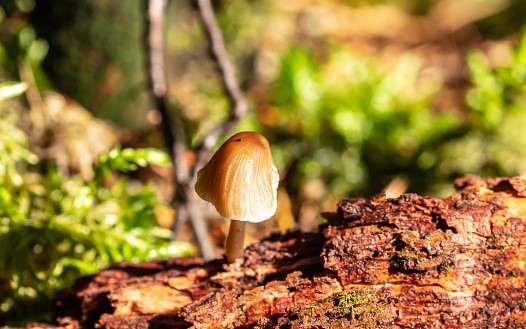 Are Mushrooms Safe?