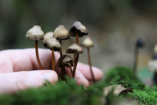 Magic mushrooms