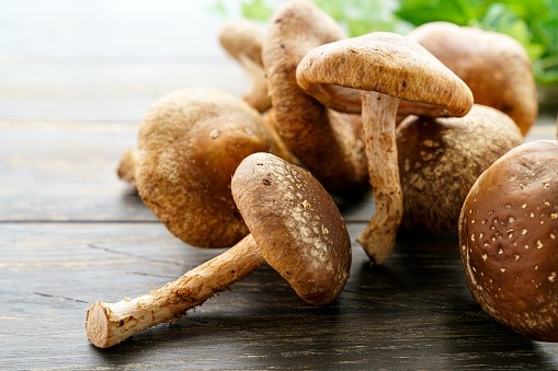Medicinal qualities of mushrooms