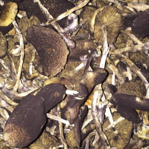 Bottom Beauties 28g