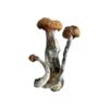 Golden Mammoth Magic Mushrooms