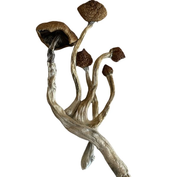 Mazatapecs Magic Mushrooms