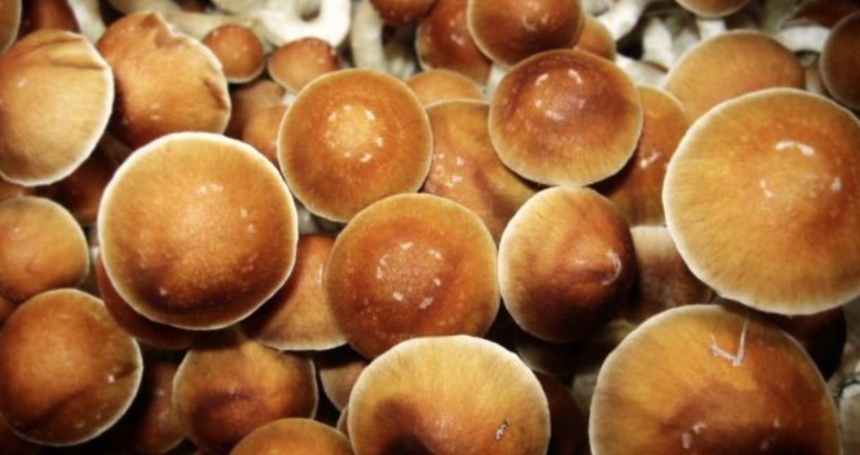 Shroom World