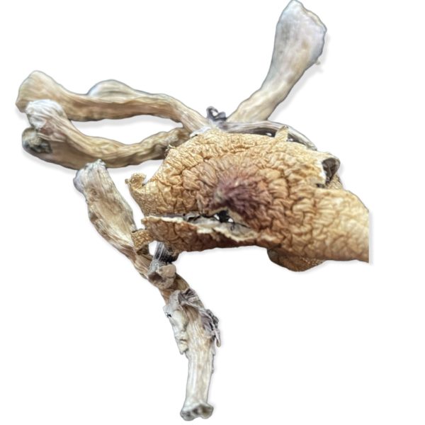 Lizard King Magic Mushrooms